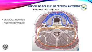 FASCIAS DEL CUELLO:
• CERVICAL PROFUNDA:
- Hoja media (pretraqueal)
MUSCULOS DEL CUELLO “REGION ANTERIOR”
 