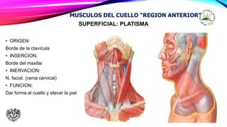 SUPERFICIAL: PLATISMA
• ORIGEN:
Borde de la clavícula
• INSERCION:
Borde del maxilar
• INERVACION:
N. facial. (rama cervical)
• FUNCION:
Dar forma al cuello y elevar la piel
MUSCULOS DEL CUELLO “REGION ANTERIOR”
 