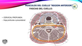 FASCIAS DEL CUELLO:
• CERVICAL PROFUNDA:
- Hoja profunda o prevertebral
MUSCULOS DEL CUELLO “REGION ANTERIOR”
 
