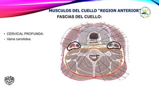 FASCIAS DEL CUELLO:
• CERVICAL PROFUNDA:
- Vaina caroitidea.
MUSCULOS DEL CUELLO “REGION ANTERIOR”
 