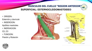SUPERFICIAL: ESTERNOCLEIDOMASTOIDEO
• ORIGEN:
Esternón y clavícula
• INSERCION:
Apófisis mastoides
• INERVACION:
C2, C3
• FUNCION:
Flexión y Rotación
MUSCULOS DEL CUELLO “REGION ANTERIOR”
 