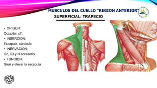 SUPERFICIAL: TRAPECIO
• ORIGEN:
Occipital, c7,
• INSERCION:
Escapula, clavicula
• INERVACION:
C2, C3 y N accesorio
• FUNCION:
Girar y elevar la escapula
MUSCULOS DEL CUELLO “REGION ANTERIOR”
 