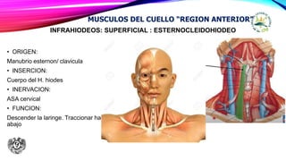 INFRAHIODEOS: SUPERFICIAL : ESTERNOCLEIDOHIODEO
• ORIGEN:
Manubrio esternon/ clavicula
• INSERCION:
Cuerpo del H. hiodes
• INERVACION:
ASA cervical
• FUNCION:
Descender la laringe. Traccionar hacia
abajo
MUSCULOS DEL CUELLO “REGION ANTERIOR”
 