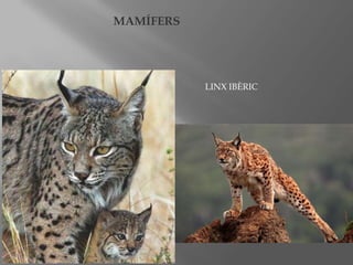 MAMÍFERS

LINX IBÈRIC

 