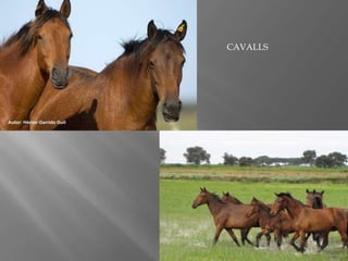 CAVALLS

 