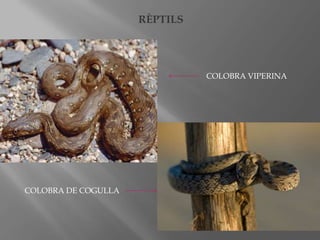 RÈPTILS

COLOBRA VIPERINA

COLOBRA DE COGULLA

 