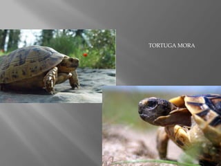 TORTUGA MORA

 