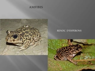 AMFIBIS

RENOC D’ESPERONS

 
