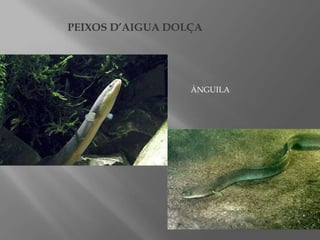 PEIXOS D’AIGUA DOLÇA

ÀNGUILA

 