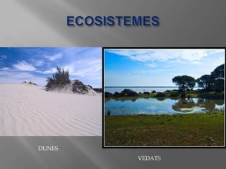 DUNES
VEDATS

 