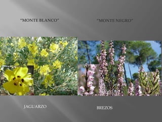 “MONTE BLANCO”

JAGUARZO

“MONTE NEGRO”

BREZOS

 