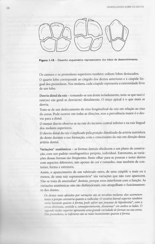 16 jENERALIDADES SOBRE OS DENTES
Figura 1-18 - Desenho esquemático representativo dos lobos de desenvolvimento.
Os caninos e os premolares superiores também exibem lobos destacados.
O quarto lobo corresponde ao cíngulo dos dentes anteriores e à cúspide lin-
gual dos premolares. Nos molares, cada cúspide representa a extremidade livre
de um lobo.
Desvio distai daraiz - tomando-se um dente isoladamente, nota-se quesua(s)
raiz(es) em geral se desvia(m) distalmente. O terço apical é o que mais se
desvia.
Trata-se de um deslocamento do eixo longitudinal da raiz em relação ao eixo
da coroa. Pode ocorrer em todas as direções, mas a prevalência maior é o des-
vio para a distai.
O menor desvio observa-se na raiz do incisivo central inferior e na raiz lingual
dos molares superiores.
O desvio distai da raiz é explicado pela posição distalizada da artéria nutridora
do dente durante a sua formação, com o crescimento da raiz em direção dessa
artéria dental.
Variações* anatómicas - asformas dentais obedecem a um plano de constru-
ção, com um padrão morfogenético próprio, individual. Entretanto, as varia-
ções dessas formas são frequentes. Basta olhar para as pessoas e notar dentes
com aspectos diferentes, não apenas de cor e tamanho, mas também de con-
torno, forma e estrutura.
Assim, o aparecimento de um tubérculo extra, de uma cúspide a mais ou a
menos, de uma raiz supranumerária* são variações que não raro aparecem.
Não se trata de anomalias* dentais, porque estas interferem com a função. As
variações anatómicas não são disfuncionais; não atrapalham o funcionamen-
to dos dentes.
Os dentes mais afetados por variações são os terceiros molares; elas acometem
tanto aporção coronária quanto a radicular. O incisivo lateral superior também
:.; bastante quanto à forma; pode sofrer um processo de hipodontia*, com a
coroa diminuta, conóide e, consequentemente, diastemas* em ambos os lados. O
3Íar superior apresenta uma grande variedade deformas na sua coroa,
'lares, os inferiores são os mais inconstantes quanto à forma.
 