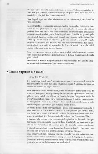 ANATOMIA INDIVIDUAL DOS DENTES
O ângulo disto-incisal é mais arredondado e obtuso. Todos esses detalhes fa-
zem com que a área de contato distai esteja um pouco mais deslocada para a
cervical em relação à área de contato mesial.
Face lingual - por esta vista são observados os mesmos aspectos citados na
vista vestibular.
Faces de contato - a diferença mais significativa entre ambos os incisivos infe-
riores é a projeção lingual do ângulo disto-incisal. A borda incisai não está em
perfeita linha reta, isto é, não corta o diâmetro vestíbulo-lingual em ângulos
retos. Ao contrário, ela é girada disto-lingualmente, de tal forma que o ângulo
disto-incisal fique em posição mais lingual que o ângulo mésio-incisal. Este
detalhe pode ser mais bem observado pela vista incisai do dente. O cíngulo
também acompanha essa rotação, pois sua maior proeminência fica ligeira-
mente distai em relação ao longo eixo do dente. A rotação da borda incisai
corresponde à curvatura do arco dental.
Raiz - comparando-se com a raiz do central, ela é mais longa, mais robusta,
com sulcos mais profundos, principalmente o distai, e é geralmente desviada
para a distai.
Desenvolva o "Estudo dirigido sobre incisivos superiores"e o "Estudo dirigi-
do sobre incisivos inferiores", no Apêndice deste livro.
Canino superior (13 ou 23)
(Figs. 2-3, 2-9 e 2-10)
É o mais longo dos dentes. A coroa tem o mesmo comprimento da coroa do
incisivo central superior, mas a raiz é bem mais longa. A forma da coroa dá ao
canino um aspecto de força e robustez.
Face vestibular - visto por vestibular, difere dosincisivos por ter uma coroa de
contorno pentagonal e não quadrangular. Isto se deve à presença de uma cús-
pide na borda incisai, que a divide em duas inclinações. O segmento mesial da
aresta* longitudinal é mais curto e menos inclinado. O maior e mais pronun-
ciado segmento distai torna o ângulo disto-incisal mais arredondado e mais
deslocado para a cervical do que o ângulo mésio-incisal.
As bordas mesial e distai convergem para o colo; a convergência da borda distai é
mais acentuada. A borda mesial é mais alta e mais plana do que a borda distai,
que é mais baixa e mais arredondada. As áreas de contato estão em níveis dife-
rentes; a posição da área de contato distai é mais cervical (no terço médio).
A face vestibular tem no centro uma elevação longitudinal em forma de crista que
termina na ponta da cúspide. É acompanhada de cada lado por sulcos rasos, que
dão um aspecto trilobado à face, sendo que o lobo central é o mais proeminente.
A cúspide está alinhada com o longo eixo do canino, isto é, o eixo passa pelo
ápice da raiz, corta todo o dente e alcança o vértice da cúspide.
Toda a face vestibular é bastante convexa. Quando vista por incisai, seu con-
torno convexo mésio-distal mostra uma particularidade própria dos caninos
(superior e inferior): a metade mesial é mais convexa, mais proeminente e mais
projetada para a vestibular do que a metade distai.
 