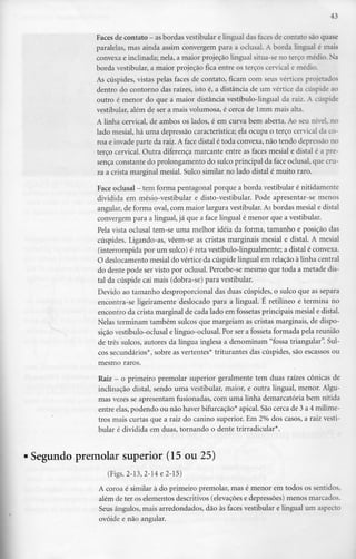 43
Faces de contato - asbordas vestibular elingual das faces de contato são quase
paralelas, mas ainda assim convergem para a oclusal. A borda lingual é mais
convexa e inclinada; nela, a maior projeção lingual situa-se no terço médio.Na
borda vestibular, a maior projeção fica entre os terços cervical e médio.
As cúspides, vistas pelas faces de contato, ficam com seus vértices proietados
dentro do contorno das raízes, isto é, a distância de um vértice da cúspide ao
outro é menor do que a maior distância vestíbulo-lingual da raiz. A cúspide
vestibular, além de ser a mais volumosa, é cerca de Imm mais alta.
A linha cervical, de ambos os lados, é em curva bem aberta. Ao seu nível, no
lado mesial, há uma depressão característica; ela ocupa o terço cervical da co-
roa e invade parte da raiz. A face distai é toda convexa, não tendo depressão no
terço cervical. Outra diferença marcante entre as faces mesial e distai é a pre-
sença constante do prolongamento do sulco principal da face oclusal, que cru-
za a crista marginal mesial. Sulco similar no lado distai é muito raro.
Face oclusal - tem forma pentagonal porque a borda vestibular é nitidamente
dividida em mésio-vestibular e disto-vestibular. Pode apresentar-se menos
angular, de forma oval, com maior largura vestibular. Asbordas mesial e distai
convergem para a lingual, já que a face lingual é menor que a vestibular.
Pela vista oclusal tem-se uma melhor ideia da forma, tamanho e posição das
cúspides. Ligando-as, vêem-se as cristas marginais mesial e distai. A mesial
(interrompida por um sulco) é reta vestíbulo-lingualmente; a distai é convexa.
O deslocamento mesial do vértice da cúspide lingual em relação à linha central
do dente pode ser visto por oclusal. Percebe-se mesmo que toda a metade dis-
tai da cúspide cai mais (dobra-se) para vestibular.
Devido ao tamanho desproporcional das duas cúspides, o sulco que as separa
encontra-se ligeiramente deslocado para a lingual. É retilíneo e termina no
encontro da crista marginal de cada lado em fossetas principais mesial e distai.
Nelas terminam também sulcos que margeiam as cristas marginais, de dispo-
sição vestíbulo-oclusal e línguo-oclusal. Por ser a fosseta formada pela reunião
de três sulcos, autores da língua inglesa a denominam "fossa triangular". Sul-
cos secundários*, sobre as vertentes* triturantes das cúspides, são escassos ou
mesmo raros.
Raiz - o primeiro premolar superior geralmente tem duas raízes cónicas de
inclinação distai, sendo uma vestibular, maior, e outra lingual, menor. Algu-
mas vezes se apresentam fusionadas, com uma linha demarcatória bem nítida
entre elas, podendo ou não haver bifurcação* apical. São cerca de 3 a 4 milíme-
tros mais curtas que a raiz do canino superior. Em 2% dos casos, a raiz vesti-
bular é dividida em duas, tornando o dente trirradicular*.
Segundo premolar superior (15 ou 25)
(Figs. 2-13, 2-14 e 2-15)
A coroa é similar à do primeiro premolar, mas é menor em todos os sentidos,
além de ter os elementos descritivos (elevações e depressões) menos marcados.
Seus ângulos, mais arredondados, dão às faces vestibular e lingual um aspecto
ovóide e não angular.
 