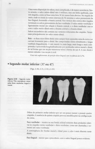 56
Uma outra disposição de sulcos, mais complicada, é de maior ocorrência.Nes-
te arranjo, o sulco mésio-distal não é retilíneo, mas em linha quebrada, com
três ângulos, como se fosse uma letra W de ramos bem abertos. No ângulo do
meio, onde se unem os ramos internos do W, termina o sulco proveniente da
face lingual, formando a fosseta central. Nos vértices dos outros dois ângulos
terminam os sulcos provenientes da face vestibular. O sulco mésio-vestibular é
ligeiramente mesial em relação à fosseta central, e o disto-vestibular une-se
com o sulco mésio-distal entre a fosseta central e a fosseta distai.
Sulcos secundários são comuns nas vertentes triturantes das cúspides. Termi-
nam principalmente no sulco mésio-distal.
Raiz - asduas raízes deste dente estão semprebem separadasuma da outra e se
curvam levemente para a distai. São comprimidas mésio-distalmente e largas
vestíbulo-lingualmente. A raiz mesial é a mais larga, mais longa e mais com-
primida; é percorrida longitudinalmente por profundos sulcos mesial e distai,
de tal forma que em secção transversa toma a forma de um 8. A raiz distai é
menos sulcada e sua secção é oval.
Uma raiz suplementar, deposição disto-lingual, tem incidência de 5,7%.
Segundo molar inferior (37 ou 47)
(Figs. 2-30, 2-31, 2-32 e 2-33)
Figura 2-33 - Segundo molar
inferior. Três exemplares vistos
pelas faces vestibular, lingual e
mesial.
Difere do primeiro molar inferior por ser um pouco menor e possuir quatro
cúspides. A ausência da quinta cúspide provoca modificações na configuração
da coroa.
Face vestibular - mostra na sua borda oclusal somente duas projeções relati-
vas às cúspides mésio-vestibular e disto-vestibular, como são chamadas, e so-
mente um sulco vestibular.
A convergência da: bordas mesial e distai para o colo é mais discreta neste
dente.
Face lingual - menor que aprecedente, como sulco lingual pouco evidente.
 
