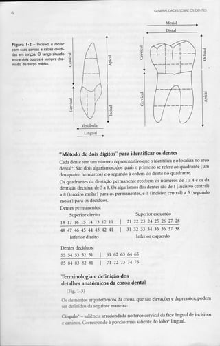 GENERALIDADES SOBRE OS DENTES
Figura 1-2 - Incisivo e molar
com suas coroas e raízes dividi-
das em terços. O terço situado
entre dois outros é semprecha-
mado de terço médio.
Vestibular
Lingual
U
Mesial
Distai
"Método de dois dígitos" para identificar os dentes
Cada dente tem um número representativo que o identifica e o localiza no arco
dental*. São dois algarismos, dos quais o primeiro se refere ao quadrante (um
dos quatro hemiarcos) e o segundo à ordem do dente no quadrante.
Os quadrantes da dentição permanente recebem os números de l a 4 e os da
dentição decídua, de 5 a 8. Os algarismos dos dentes são de l (incisivo central)
a 8 (terceiro molar) para os permanentes, e l (incisivo central) a 5 (segundo
molar) para os decíduos.
Dentes permanentes:
Superior direito Superior esquerdo
18 17 16 15 14 13 12 11 l 21 22 23 24 25 26 27 28
48 47 46 45 44 43 42 41
Inferior direito
31 32 33 34 35 36 37 38
Inferior esquerdo
Dentes decíduos:
55 54 53 52 51 61 62 63 64 65
85 84 83 82 81 71 72 73 74 75
Terminologia e definição dos
detalhes anatómicos da coroa dental
(Kg.1-3)
Os elementos arquitetônicos da coroa, que são elevações e depressões, podem
ser definidos da seguinte maneira:
Cingulo" - saliência arredondada no terço cervical da face lingual de incisivos
e caninos. Corresponde à porção mais saliente do lobo* lingual.
 