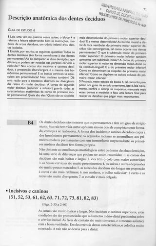 n • - •»..•..*•* A >Al*e**£P0»°'«
Descrição anatómica dos dentes decíduos *0?
GUIA DE ESTUDO 6
1 Leia uma vez, ou quantas vezes quiser, o bloco 4 e
reforce a leitura observando bem as ilustrações, mo-
delos de arcos decíduos,um crânio infantil e/ou den-
tes isolados.
2 Elucide, por escrito, as seguintes questões:Todos os
dentes decíduos têm forma semelhante à dos dentes
permanentes? Ao se comparar as duas dentições, que
diferenças podem ser notadas nas porções cervical e
radicular? Nas coroas dos incisivos e caninos decí-
duos, a proporção altura/largura é a mesma dos ho-
mónimos permanentes? E as bossas cervicais se equi-
valem em proeminência? Nos molares também? Dê
uma razão para a excessiva abertura ou divergência
das raízes do molar decíduo. A coroa do segundo
molar decíduo (superior e inferior) guarda todas as
características anatómicas da coroa do primeiro mo-
lar permanente? Quais são elas? Quais são ascúspides
mais desenvolvidas do primeiro molar superior decí-
duo? E a menos desenvolvida? As bordas mesial edis-
tai da face vestibular do primeiro molar superior de-
cíduo são convergentes, tal como ocorre nos dentes
permanentes? O que é tubérculo molar do primeiro
molar superior? O primeiro molar inferior também
apresenta um tubérculo molar? A coroa do primeiro
molar superior é maior na dimensão mésio-distal ou
na vestíbulo-lingual? E a do primeiro molar inferior?
Como se denominam as cúspides do primeiro molar
inferior? Como se dispõem os sulcos oclusais do pri-
meiro molar inferior?
3 Proceda, neste estudo do bloco 4, tal como foipro-
posto nos guias de estudo anteriores, isto é, leia nova-
mente, confira e corrija as respostas, manuseie mais
vezes dentes e modelos e faça uma leitura final para
realçar os detalhes que julgar mais importantes.
Os dentes decíduos são menores que os permanentes e têm um grau de atriçao
maior. Sua raiz tem vida curta: após um ano ou dois de completamente forma-
da, começa a se reabsorver. A forma dos incisivos t caninos decíduos copia a
dos homónimos permanentes; os segundos molares se assemelham aospri-
meiros molares permanentes com um isomorfismo surpreendente; os primei-
ros molares decíduos têm forma própria.
Não obstante as semelhanças morfológicas entre os dentes das duas dentições,
há uma série de diferenças que podem ser assim resumidas: 1. as coroas dos
decíduos são mais baixas e largas; 2. eles têm o colo com maior constrição;
3. as bossas cervicais são muito proeminentes; 4. os sulcos e outras depressões
são muito pouco marcados; 5. as raízes dos decíduos são longas em proporção
à coroa e são mais retilíneas; 6. nos molares, o bulbo radicular* é curto e as
raízes são muito divergentes; 7. o esmalte é mais delgado.
Incisivos e caninos
(51, 52, 53, 61, 62, 63, 71, 72, 73,81, 82, 83)
(Figs. 2-55 a 2-60)
As coroas são muito baixas e largas. Nos incisivos e caninos superiores, estas
condições sãotão pronunciadas que o diâmetro mésio-distal predomina sobre
o cérvico-incisal. As faces de contato são mais convexas, e o mesmo acontece
com a bossa vestibular. Em decorrência destas características,o colo fica muito
estreitado. A raiz não se desvia para a distai.
 