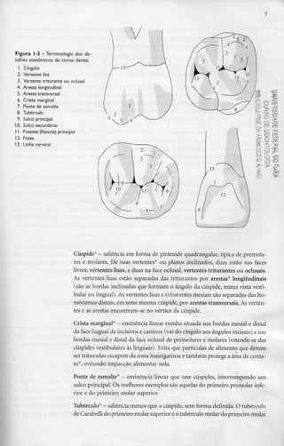 Figura 1-3 -Terminologia dos de-
talhes anatómicos da coroa dental.
1. Cíngulo
2. Vertente lisa
3. Vertente triturante ou oclusal
4. Aresta longitudinal
5. Aresta transversal
6. Crista marginal
7. Ponte de esmalte
8. Tubérculo
9. Sulco principal
10. Sulco secundário
l l. Fosseta (fóssula) principal
12. Fossa
13. Linha cervical
Cúspide* - saliência em forma de pirâmide quadrangular, típica de premola-
res e molares. De suas vertentes* ou planos inclinados, duas estão nas faces
livres, vertentes lisas, e duas na face oclusal, vertentes triturantes ou oclusais.
As vertentes lisas estão separadas das triturantes por arestas* longitudinais
(são as bordas inclinadas que formam o ângulo da cúspide, numa vista vesti-
bular ou lingual).Asvertentes lisas e triturantes mesiais são separadas das ho-
mónimas distais, em uma mesma cúspide, por arestas transversais. As verten-
tes e as arestas encontram-se no vértice da cúspide.
Crista marginal* - eminência linear romba situada nasbordas mesial e distai
da face lingual de incisivos e caninos (vai do cíngulo aos ângulos incisais) e nas
bordas mesial e distai da face oclusal de premolares e molares (estende-se das
cúspides vestibulares às linguais). Evita que partículas de alimento que devem
ser trituradas escapem da zona mastigatória e também protege a área de conta-
to*, evitando impacção alimentar nela.
Ponte de esmalte* - eminência linear que une cúspides, interrompendo um
sulco principal. Os melhores exemplos são aquelas do primeiro premolar infe-
rior e do primeiro molar superior.
Tubérculo* - saliência menor que a cúspide, semforma definida. O tubérculo
de Carabelli do primeiro molar superior e o tubérculo molar do primeiro molar
 