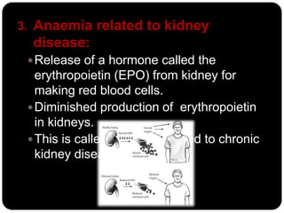 3. Anaemia related to kidney
  disease:
  Release of a hormone called the
   erythropoietin (EPO) from kidney for
   making red blood cells.
  Diminished production of erythropoietin
   in kidneys.
  This is called anaemia related to chronic
   kidney disease.
 