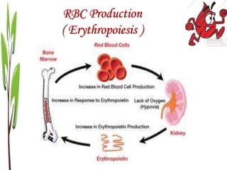 RBC Production
( Erythropoiesis )
 