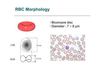 Disc Rbc Rivet anaemias for mbbs first year students nmc curriculum | PPT
