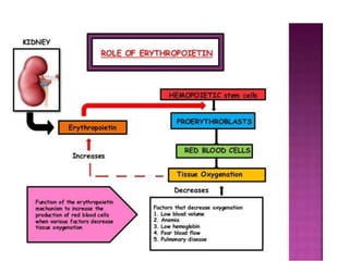 Anaemia in ckd | PPTX