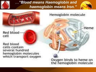 …“Blood means Haemoglobin and 
haemoglobin means Iron.” 
 