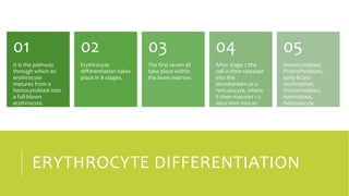ERYTHROCYTE DIFFERENTIATION
It is the pathway
through which an
erythrocyte
matures from a
hemocytoblast into
a full-blown
erythrocyte.
01
Erythrocyte
differentiation takes
place in 8 stages.
02
The first seven all
take place within
the bone marrow.
03
After stage 7 the
cell is then released
into the
bloodstream as a
reticulocyte, where
it then matures 1-2
days later into an
erythrocyte:
04
Hemocytoblast,
Proerythroblast,
early & late
erythroblast,
Pronormoblast,
normoblast,
Reticulocyte
05
 