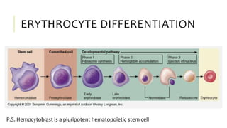 ERYTHROCYTE DIFFERENTIATION
P.S. Hemocytoblast is a pluripotent hematopoietic stem cell
 