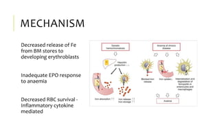 MECHANISM
Decreased release of Fe
from BM stores to
developing erythroblasts
Inadequate EPO response
to anaemia
Decreased RBC survival -
Inflammatory cytokine
mediated
 