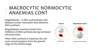 MACROCYTIC NORMOCYTIC
ANAEMIAS CONT
Megaloblastic – in BM, erythroblasts with
delayed nuclear maturation that defective
DNA synthesis.
Megaloblastic anaemia results from
inhibition of DNA synthesis during red blood
cell production.
When DNA synthesis is impaired, the cell
cycle cannot progress from the growth
stage to the mitosis stage
 