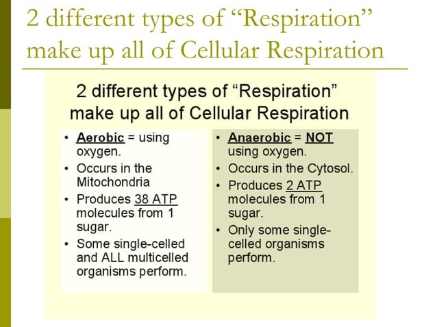 Anaerobic respiration 2 | PPTX