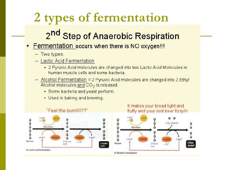 type of anaerobic respiration type of anaerobic respiration