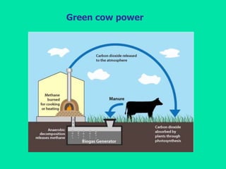 Green cow power
 