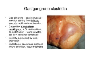 Gas gangrene clostridia
• Gas gangrene – severe invasive
infection starting from infected
wounds, rapid systemic invasion
• Caused by: Clostridium
perfringens, + Cl. oedematiens,
Cl. histolyticum – found in water,
soil air + intestinal comensals
• Severity augmented by toxin
production
• Collection of specimens: profound
wound secretion, tissue fragments
 