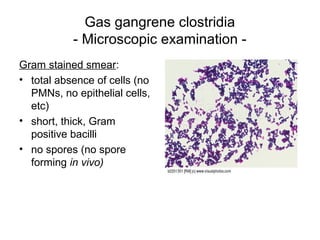 Gas gangrene clostridia
- Microscopic examination -
Gram stained smear:
• total absence of cells (no
PMNs, no epithelial cells,
etc)
• short, thick, Gram
positive bacilli
• no spores (no spore
forming in vivo)
 
