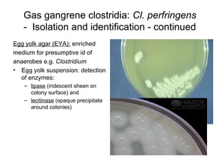 Gas gangrene clostridia: Cl. perfringens
- Isolation and identification - continued
Egg yolk agar (EYA): enriched
medium for presumptive id of
anaerobes e.g. Clostridium
• Egg yolk suspension: detection
of enzymes:
– lipase (iridescent sheen on
colony surface) and
– lecitinase (opaque precipitate
around colonies)
 