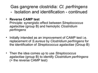 Gas gangrene clostridia: Cl. perfringens
- Isolation and identification - continued
• Reverse CAMP test
Principle: synergistic effect between Streptococcus
agalactiae (group B) and hemolytic Clostridium
perfringens
• Initially intended as an improvement of CAMP test i.e.
replacement of S.aureus by Clostridium perfringens for
the identification of Streptococcus agalactiae (Group B)
• Then the idea comes up to use Streptococcus
agalactiae (group B) to identify Clostridium perfringens
(= the reverse CAMP test)
 