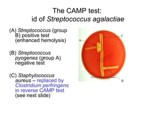 The CAMP test:
id of Streptococcus agalactiae
(A) Streptococcus (group
B) positive test
(enhanced hemolysis)
(B) Streptococcus
pyogenes (group A)
negative test
(C) Staphylococcus
aureus – replaced by
Clostridium perfringens
in reverse CAMP test
(see next slide)
 