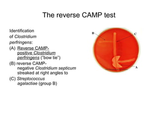 The reverse CAMP test
Identification
of Clostridium
perfringens:
(A) Reverse CAMP-
positive Clostridium
perfringens (”bow tie”)
(B) reverse CAMP-
negative Clostridium septicum
streaked at right angles to
(C) Streptococcus
agalactiae (group B)
 