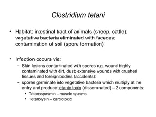 Clostridium tetani
• Habitat: intestinal tract of animals (sheep, cattle);
vegetative bacteria eliminated with faceces;
contamination of soil (spore formation)
• Infection occurs via:
– Skin lesions contaminated with spores e.g. wound highly
contaminated with dirt, dust; extensive wounds with crushed
tissues and foreign bodies (accidents);
– spores germinate into vegetative bacteria which multiply at the
entry and produce tetanic toxin (disseminated) – 2 components:
• Tetanospasmin – muscle spasms
• Tetanolysin – cardiotoxic
 