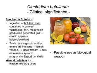 Clostridium botulinum
- Clinical significance -
Foodborne Botulism:
• Ingestion of botulinic toxin
contained in canned
vegetables, fish, meat (toxin
production generated gas →
can lid appears
bulging/swollen)
• Toxin resists gastric acidity,
enters the intestine → lymph
vessels → blood stream→ acts
on nervous system:
progressive flaccid paralysis
Wound botulism: i.v. /
intradermic drug users
• Possible use as biological
weapon
 
