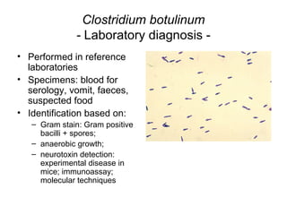 Clostridium botulinum
- Laboratory diagnosis -
• Performed in reference
laboratories
• Specimens: blood for
serology, vomit, faeces,
suspected food
• Identification based on:
– Gram stain: Gram positive
bacilli + spores;
– anaerobic growth;
– neurotoxin detection:
experimental disease in
mice; immunoassay;
molecular techniques
 