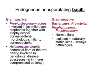 Endogenous nonsporulating bacilli
Gram positive
• Propionibacterium acnes:
involved in juvenile acne,
blepharitis together with
staphylococci,
corynebacteria;
morphology similar to
corynebacteria
• Actinomyces israelii:
comensal flora of the oral
cavity; involved in
periodontal disease,
abscesses (in immune
compromised patients)
Gram negative
Bacteroides, Prevotella,
Prophyromonas,
Fusobacterium
- Normal flora
- Isolation in naturally
sterile sites – always
pathological
 