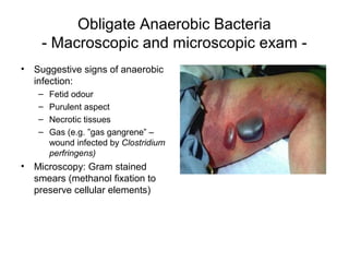 Obligate Anaerobic Bacteria
- Macroscopic and microscopic exam -
• Suggestive signs of anaerobic
infection:
– Fetid odour
– Purulent aspect
– Necrotic tissues
– Gas (e.g. ”gas gangrene” –
wound infected by Clostridium
perfringens)
• Microscopy: Gram stained
smears (methanol fixation to
preserve cellular elements)
 