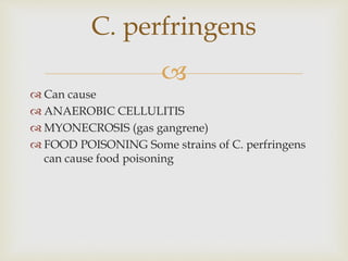 
 Can cause
 ANAEROBIC CELLULITIS
 MYONECROSIS (gas gangrene)
 FOOD POISONING Some strains of C. perfringens
can cause food poisoning
C. perfringens
 
