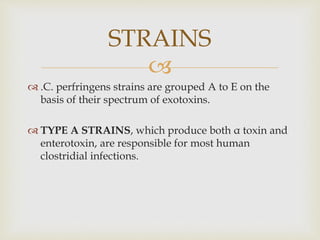 
 .C. perfringens strains are grouped A to E on the
basis of their spectrum of exotoxins.
 TYPE A STRAINS, which produce both α toxin and
enterotoxin, are responsible for most human
clostridial infections.
STRAINS
 