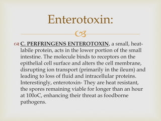 
 C. PERFRINGENS ENTEROTOXIN, a small, heat-
labile protein, acts in the lower portion of the small
intestine. The molecule binds to receptors on the
epithelial cell surface and alters the cell membrane,
disrupting ion transport (primarily in the ileum) and
leading to loss of fluid and intracellular proteins.
Interestingly, enterotoxin- They are heat resistant,
the spores remaining viable for longer than an hour
at 100oC, enhancing their threat as foodborne
pathogens.
Enterotoxin:
 