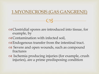 
Clostridial spores are introduced into tissue, for
example, by
Contamination with infected soil,
Endogenous transfer from the intestinal tract.
 Severe and open wounds, such as compound
fractures
 Ischemia producing injuries (for example, crush
injuries), are a prime predisposing condition
1.MYONECROSIS (GAS GANGRENE)
 