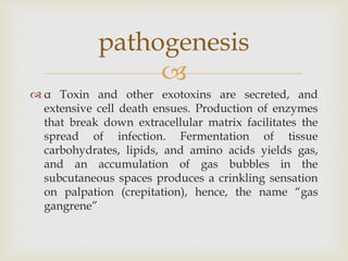 
 α Toxin and other exotoxins are secreted, and
extensive cell death ensues. Production of enzymes
that break down extracellular matrix facilitates the
spread of infection. Fermentation of tissue
carbohydrates, lipids, and amino acids yields gas,
and an accumulation of gas bubbles in the
subcutaneous spaces produces a crinkling sensation
on palpation (crepitation), hence, the name “gas
gangrene”
pathogenesis
 